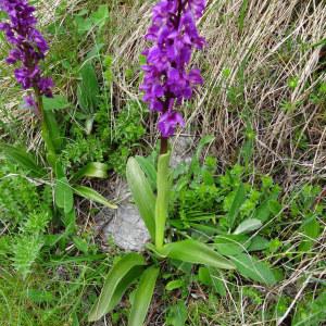 Photographie n°2099097 du taxon Orchis mascula subsp. mascula 