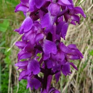Photographie n°2099098 du taxon Orchis mascula subsp. mascula 