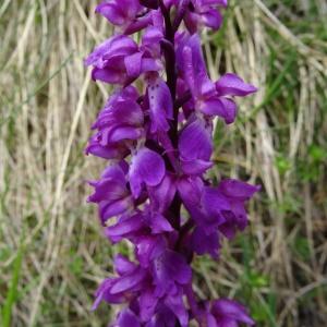 Photographie n°2099099 du taxon Orchis mascula subsp. mascula 