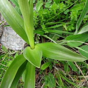 Photographie n°2099100 du taxon Orchis mascula subsp. mascula 