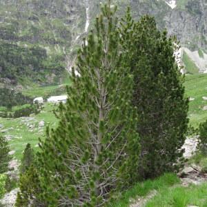 Photographie n°2099106 du taxon Pinus mugo subsp. uncinata (Ramond ex DC.) Domin [1936]