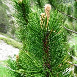 Photographie n°2099107 du taxon Pinus mugo subsp. uncinata (Ramond ex DC.) Domin [1936]