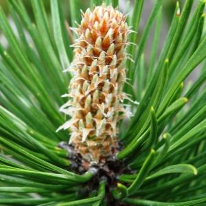Photographie n°2099108 du taxon Pinus mugo subsp. uncinata (Ramond ex DC.) Domin [1936]