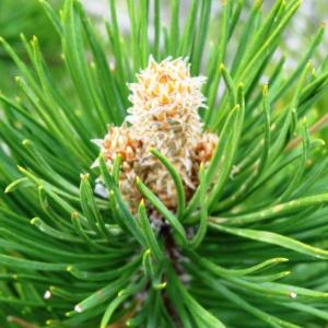 Photographie n°2099109 du taxon Pinus mugo subsp. uncinata (Ramond ex DC.) Domin [1936]