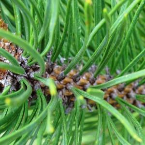 Photographie n°2099110 du taxon Pinus mugo subsp. uncinata (Ramond ex DC.) Domin [1936]