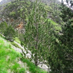 Photographie n°2099111 du taxon Pinus mugo subsp. uncinata (Ramond ex DC.) Domin [1936]