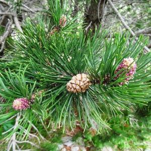 Photographie n°2099112 du taxon Pinus mugo subsp. uncinata (Ramond ex DC.) Domin [1936]
