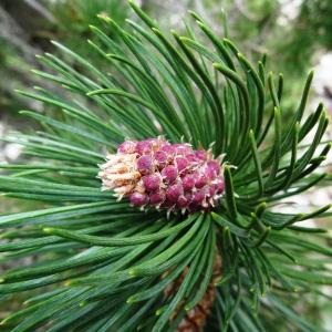Photographie n°2099113 du taxon Pinus mugo subsp. uncinata (Ramond ex DC.) Domin [1936]