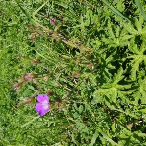 Photographie n°2099137 du taxon Erodium botrys (Cav.) Bertol. [1817]