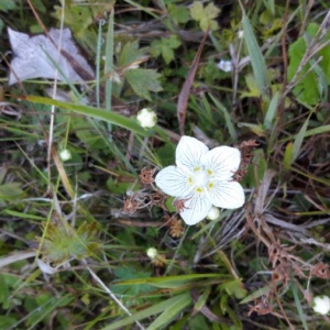 Photographie n°2099145 du taxon Parnassia palustris L. [1753]