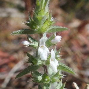 Photographie n°2099146 du taxon Sideritis romana L. [1753]