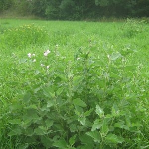 Photographie n°2099153 du taxon Althaea officinalis L. [1753]