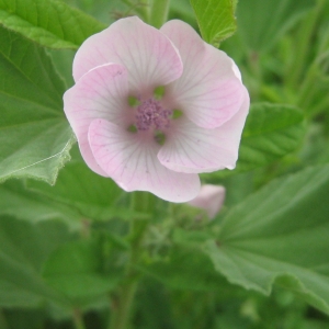 Photographie n°2099154 du taxon Althaea officinalis L. [1753]