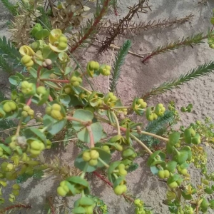 Photographie n°2099161 du taxon Euphorbia paralias L. [1753]