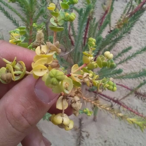 Photographie n°2099163 du taxon Euphorbia paralias L. [1753]