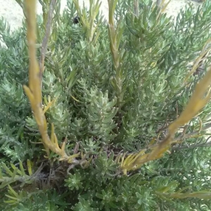 Photographie n°2099177 du taxon Helichrysum stoechas (L.) Moench [1794]