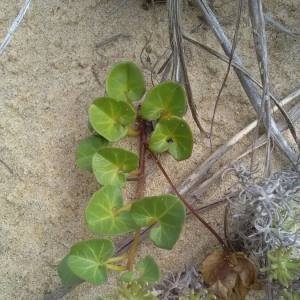 Photographie n°2099185 du taxon Convolvulus soldanella L. [1753]