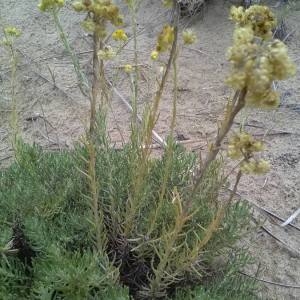 Photographie n°2099195 du taxon Helichrysum stoechas (L.) Moench [1794]