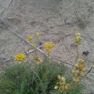 Photographie n°2099231 du taxon Helichrysum stoechas (L.) Moench [1794]