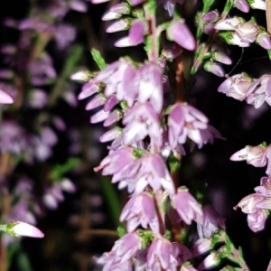 Photographie n°2099290 du taxon Calluna vulgaris (L.) Hull