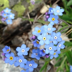 Photographie n°2099296 du taxon Myosotis alpestris F.W.Schmidt [1794]