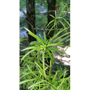 Taxus verticillata Thunb. (Pin parasol du Japon)