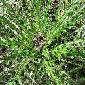 Photographie n°2099365 du taxon Cirsium acaulon (L.) Scop. [1769]