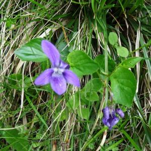 Photographie n°2099367 du taxon Viola canina L. [1753]