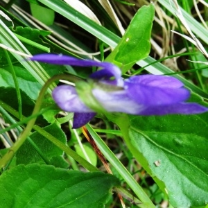 Photographie n°2099369 du taxon Viola canina L. [1753]