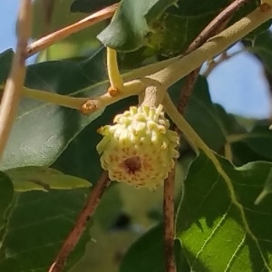 Photographie n°2099394 du taxon Quercus suber L. [1753]