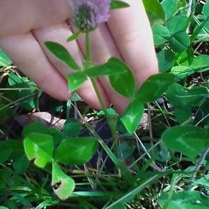 Photographie n°2099422 du taxon Trifolium pratense L. [1753]