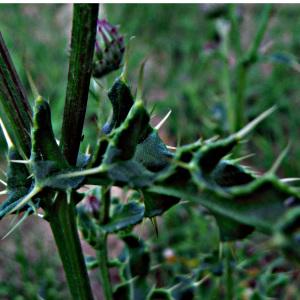 Photographie n°2099496 du taxon Cirsium arvense (L.) Scop. [1772]