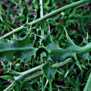 Photographie n°2099497 du taxon Cirsium arvense (L.) Scop. [1772]