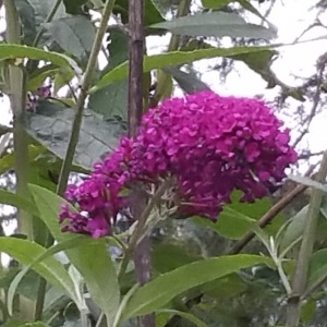 Photographie n°2099511 du taxon Buddleja davidii Franch. [1887]