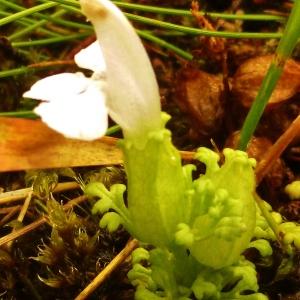  - Pedicularis L. [1753]