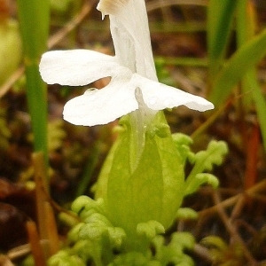  - Pedicularis L. [1753]