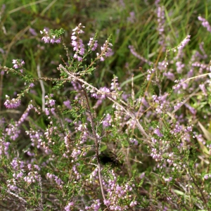 Photographie n°2099539 du taxon Calluna vulgaris (L.) Hull