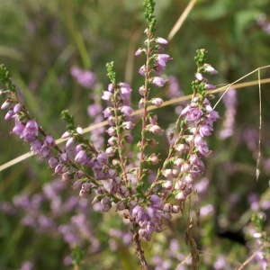 Photographie n°2099540 du taxon Calluna vulgaris (L.) Hull