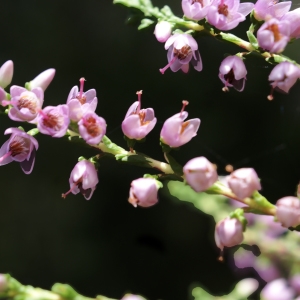 Photographie n°2099543 du taxon Calluna vulgaris (L.) Hull