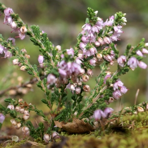 Photographie n°2099548 du taxon Calluna vulgaris (L.) Hull