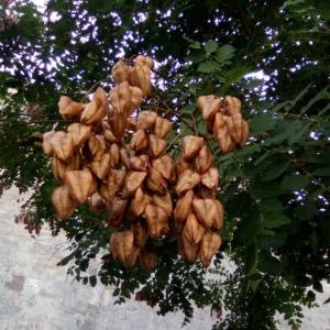 Photographie n°2099552 du taxon Koelreuteria paniculata Laxm. [1772]