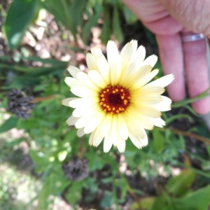 Photographie n°2099593 du taxon Calendula officinalis L. [1753]