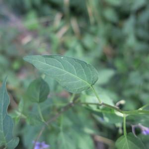 Photographie n°2099611 du taxon Solanum dulcamara L. [1753]