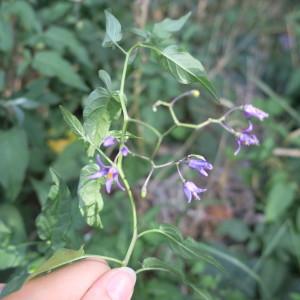 Photographie n°2099614 du taxon Solanum dulcamara L. [1753]