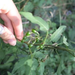 Photographie n°2099617 du taxon Solanum dulcamara L. [1753]