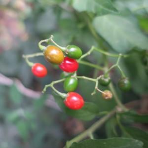 Photographie n°2099618 du taxon Solanum dulcamara L. [1753]