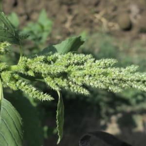 Photographie n°2099623 du taxon Amaranthus hybridus L. [1753]