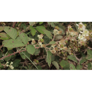 Rubus acutidens Boulay