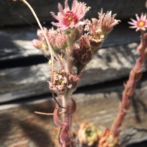 Photographie n°2099709 du taxon Sempervivum montanum L. [1753]