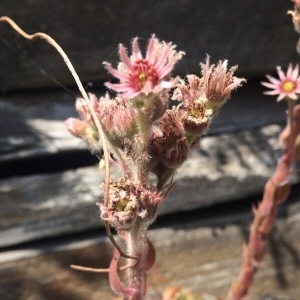 Photographie n°2099718 du taxon Sempervivum tectorum L. [1753]